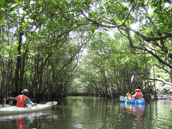 亜熱帯地方特有のマングローブが生い茂る仲間川をカヌーツーリング
