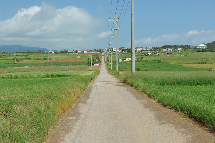 小浜島シュガーロード、名前の通り周りはさとうきび畑でのんびりした気分にさせられる
