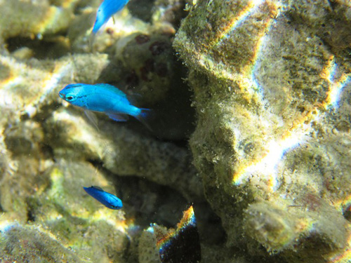 潮だまりをのぞいてみると？ サンゴ礁の生き物は個性的。こんなきれいでかわいい魚がみれるかもしれません。