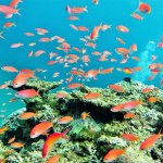 石垣島の海はカラフルな魚たちがいっぱい
