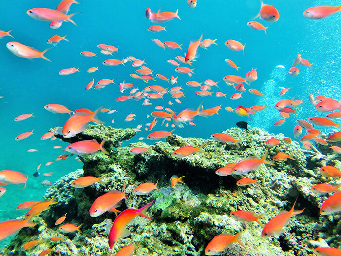 石垣島の海はカラフルな魚たちがいっぱい