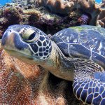 ウミガメと一緒に泳げるかも？