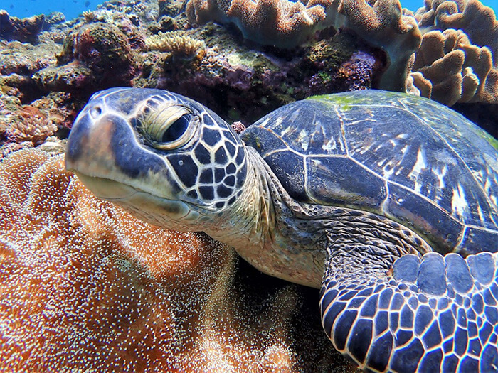 ウミガメと一緒に泳げるかも？