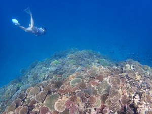 石垣島トップクラスの珊瑚礁！！ 