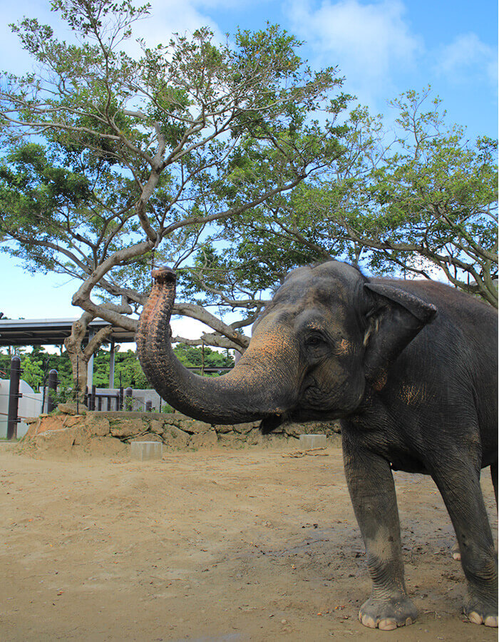 OKINAWA ZOO&MUSEUM