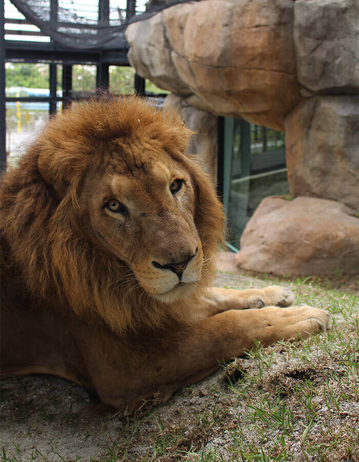 沖縄こどもの国 Zoo&Museum