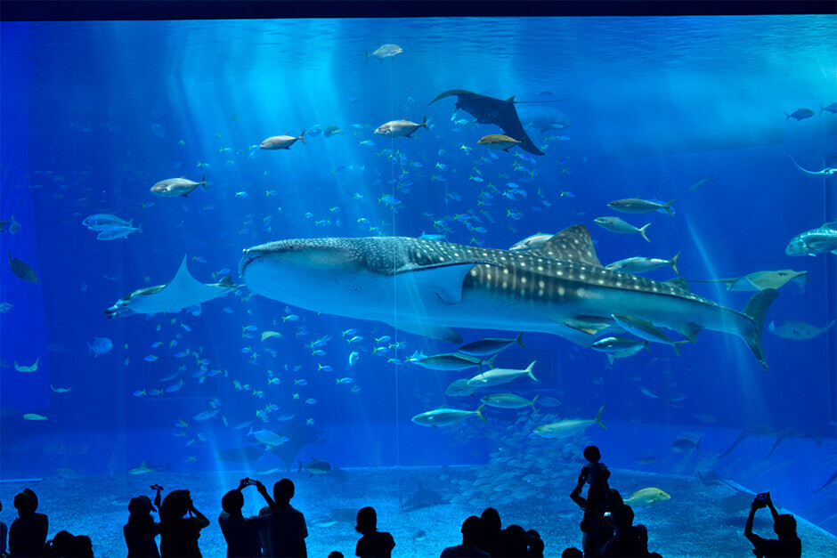 沖縄美ら海水族館。本部町にある日本を代表する水族館で巨大水槽によるジンベイザメの飼育が圧巻。