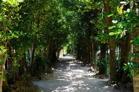 備瀬のフクギ並木。本部町の国営沖縄記念公園近く備瀬地区にある、風林として家を取り囲むように植えられたフクギがおよそ1kmつづき、カフェやレストランが点在する人気のスポット。