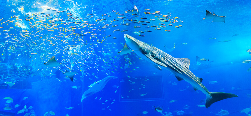 キッズのハートわしづかみ 沖縄美ら海水族館攻略法 リッカドッカ沖縄ナビ