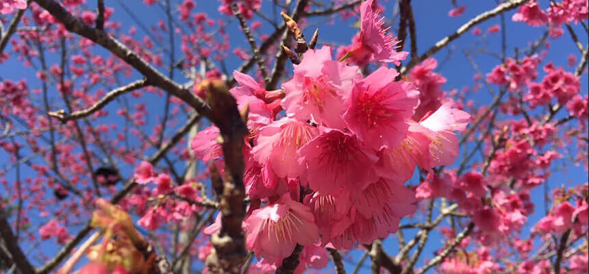 満開を見逃さない！沖縄で桜めぐり6選