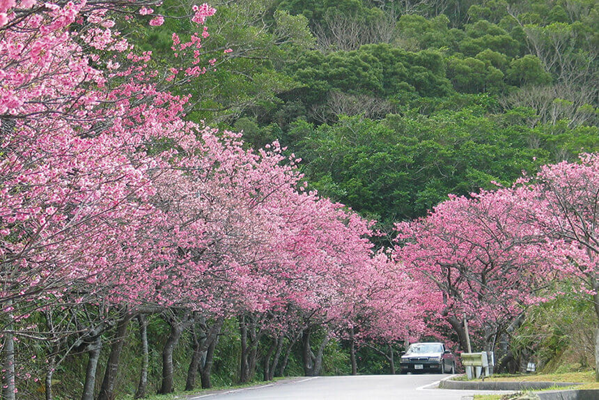 満開を見逃さない 沖縄で桜めぐり6選 リッカドッカ沖縄ナビ