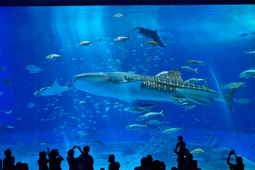 沖縄美ら海水族館のメイン水槽