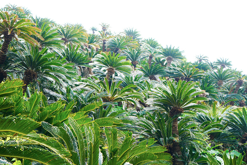 歩いてすぐ見えてきたのは「ソテツ群落」。沖縄でよく見られる南国の植物。