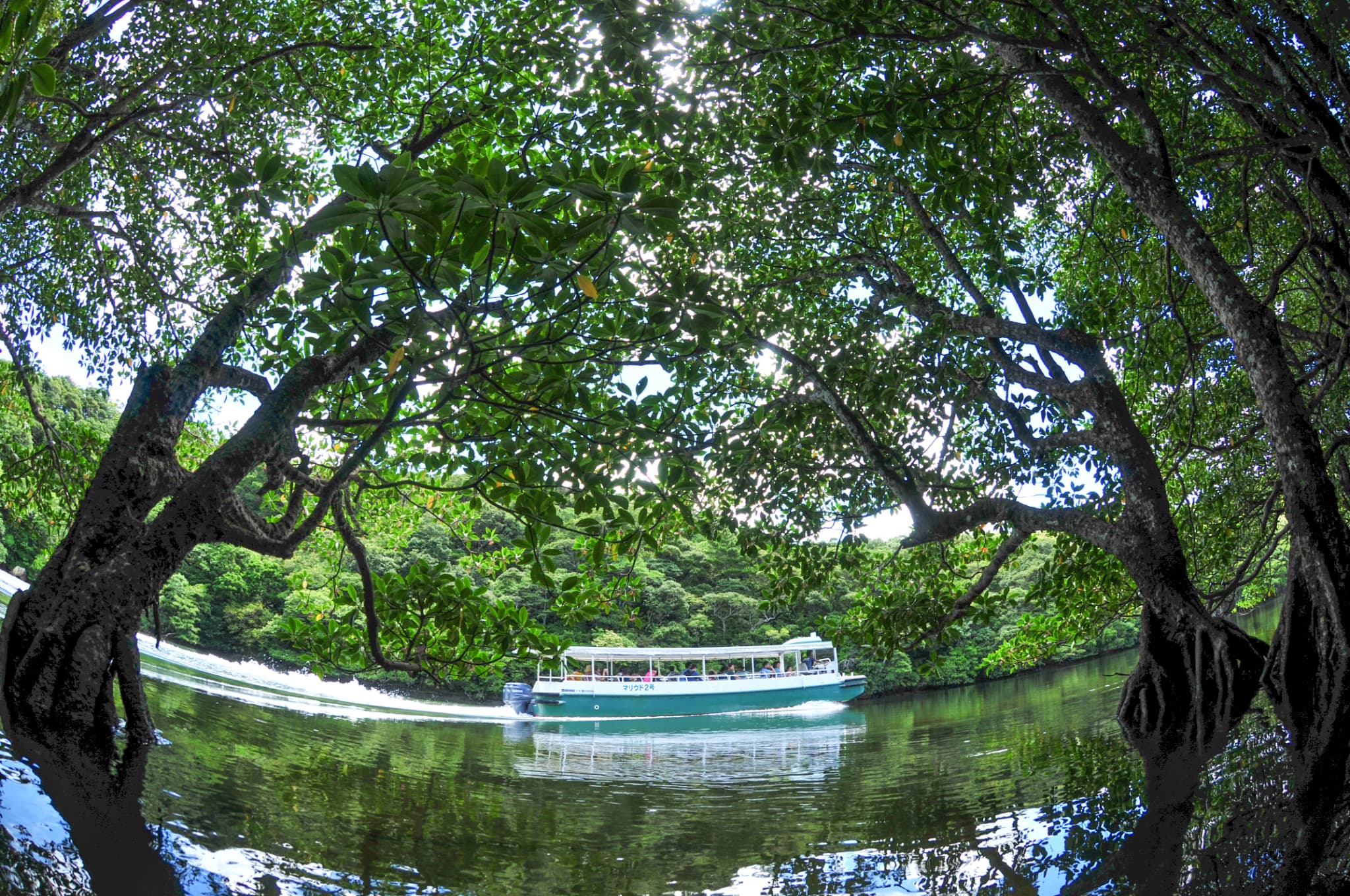 浦内川観光_ジャングルクルーズ