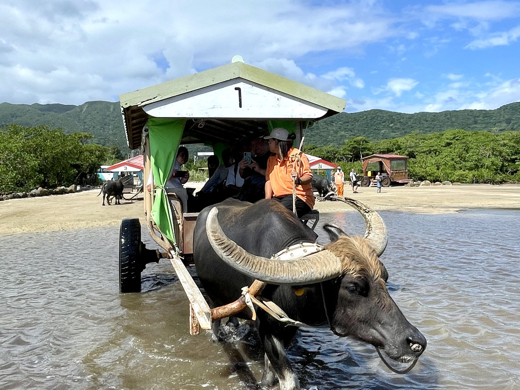 由布島(ゆぶじま)水牛の様子