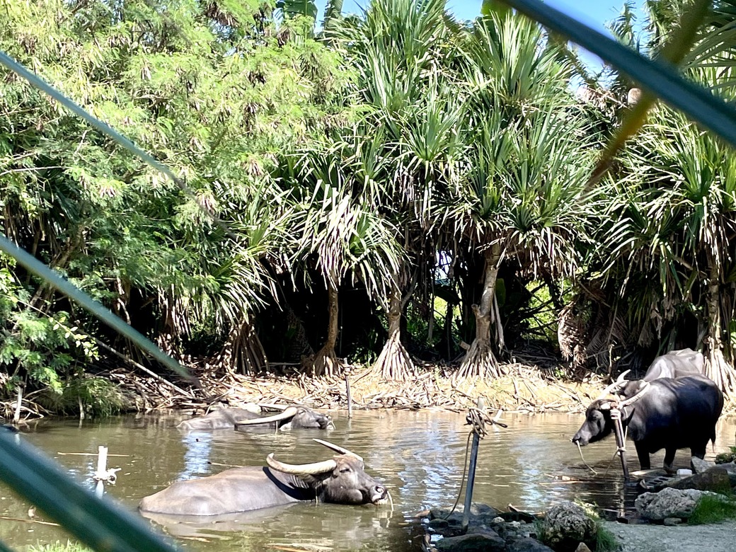 由布島(ゆぶじま) 亜熱帯植物楽園 水牛と水浴びの様子