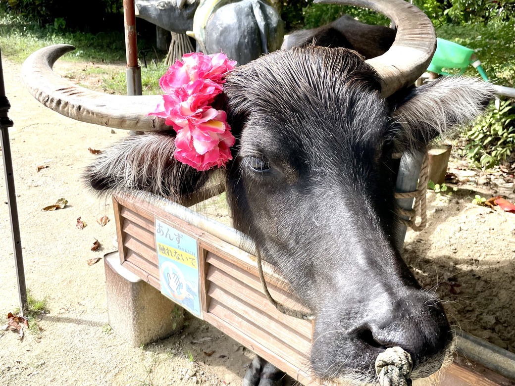 由布島(ゆぶじま) 水牛 可愛い顔