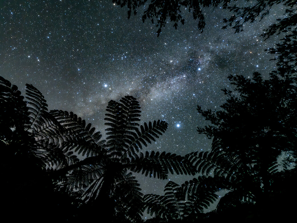 国頭村森林公園_ヒカゲヘゴ
