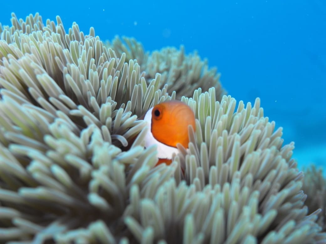 ハイアットリージェンシー_シュノーケリング