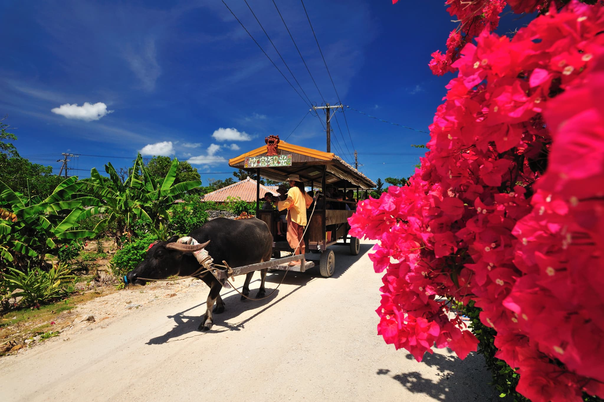 石垣島_平田観光_竹富島水牛車