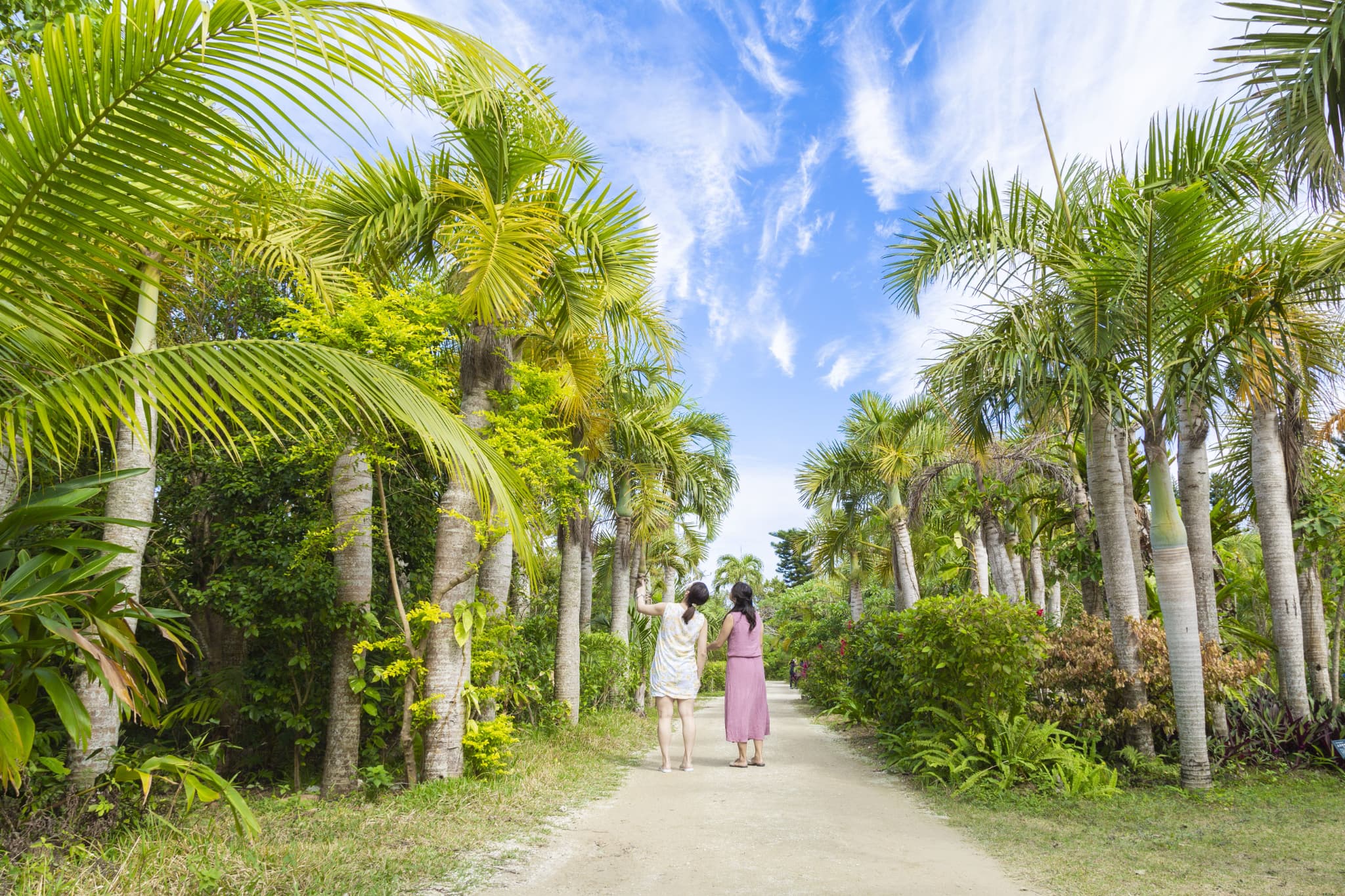石垣島_平田観光_西表島、由布島、竹富島_3島めぐり