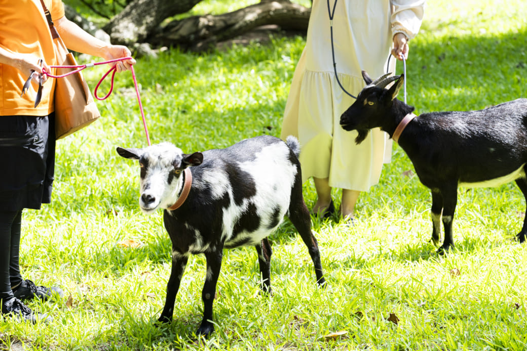 フサキビーチリゾート ホテル&ヴィラズ_やぎのお散歩